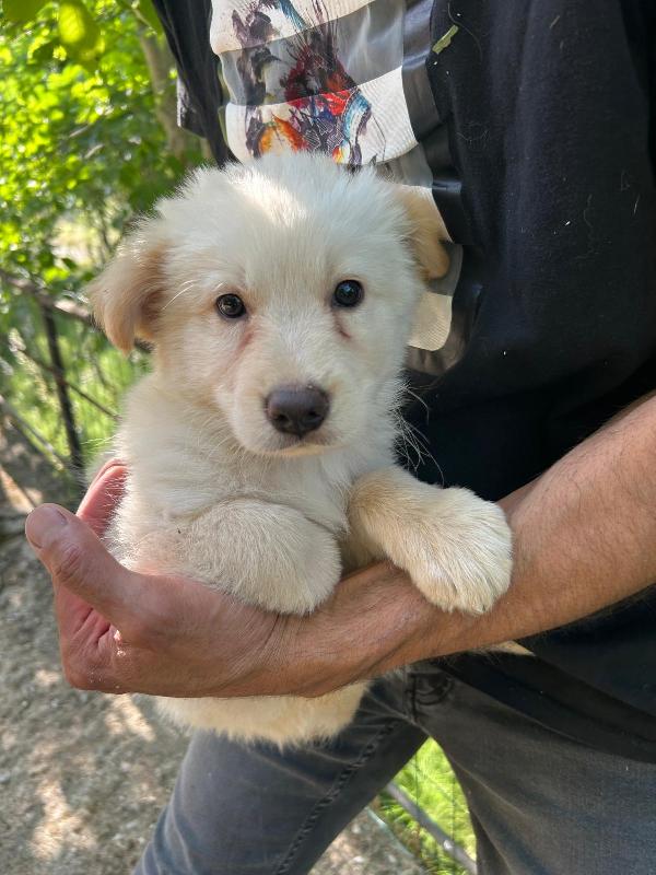 “Poldo, cucciolo rimasto solo, sogna finalmente una famiglia” Foto 4